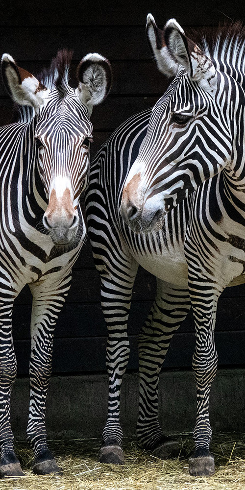 Photograph of a young zebra and its parent.