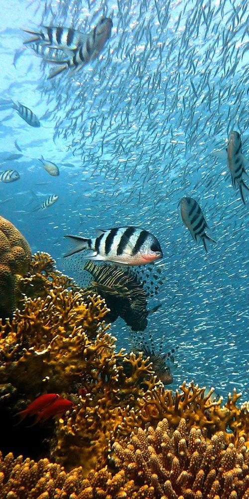 A stripy fish swims near a reef in the ocean.