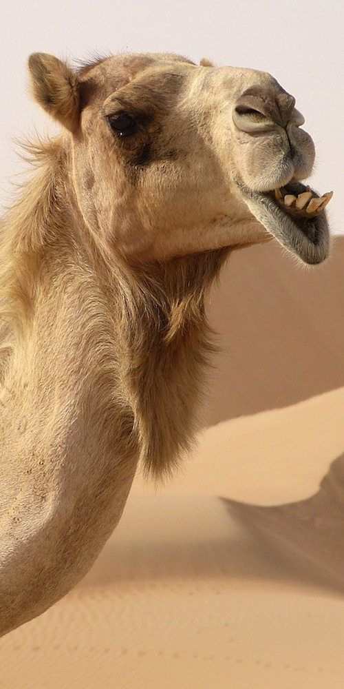 Picture of a camel in the desert.