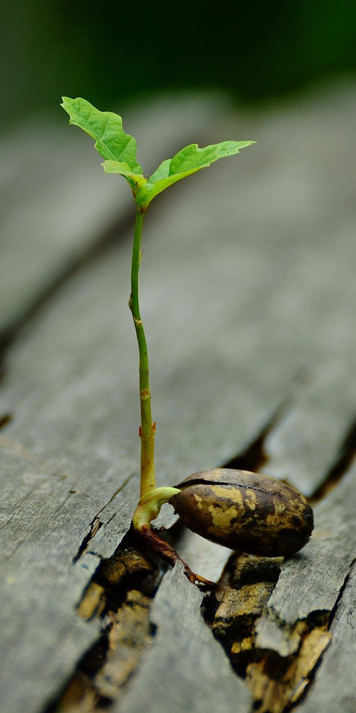 A young plant grows through planks of wood.