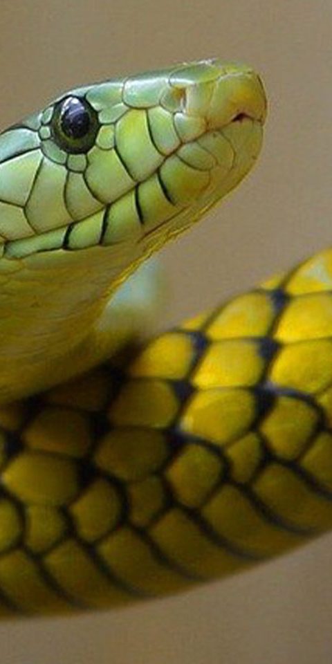 Close up image of a green snake, from Now Press Play's Online Safety PSHE Experience