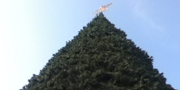 Looking up at the top of a tall Christmas tree