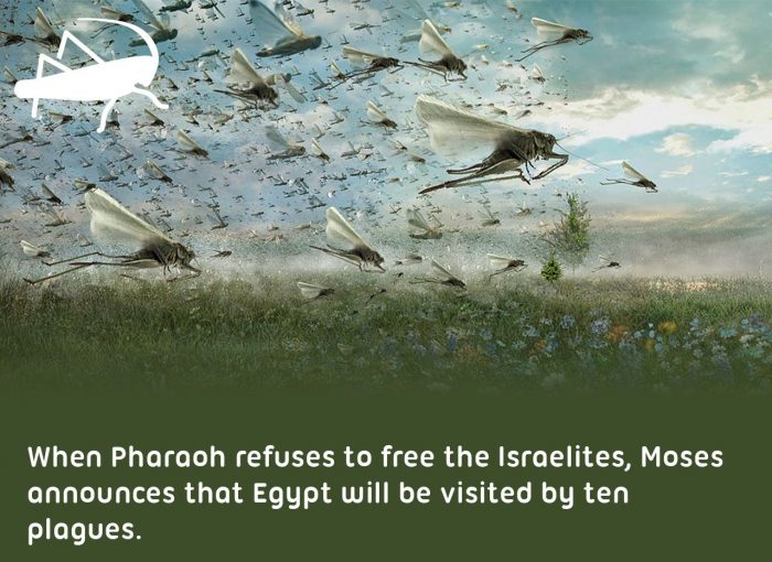 A swarm of locusts flying across a field, from Now Press Play's The Ten Plagues Experience. Text reads: When Pharaoh refuses to free the Israelites, Moses announces that Egypt will be visited by ten plagues.