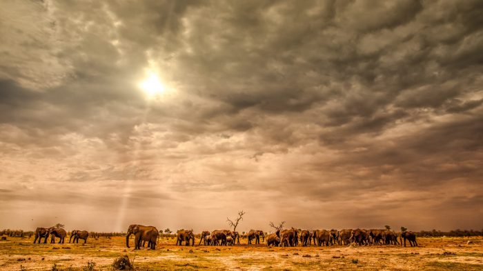 A herd of elephants stand in a brown field underneath a cloudy orange sky.