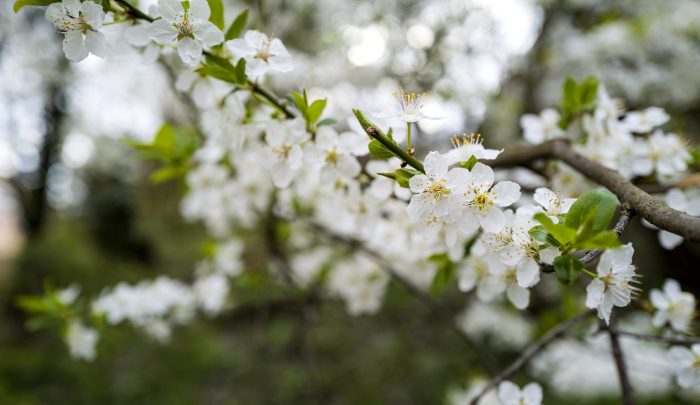 Picture of a hawthorn, also known as a may tree, in bloom with white flowers.