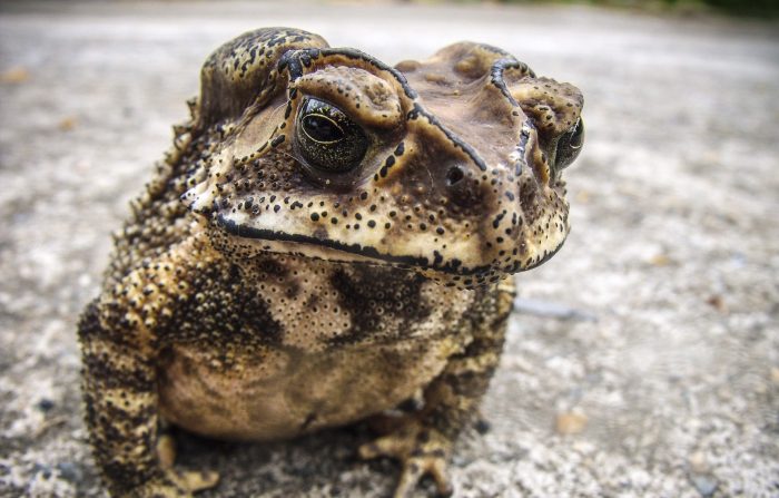 A frog sitting on the ground in Egypt.