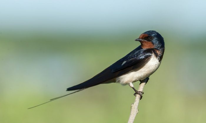 Picture of a swallow bird sat on a branch.