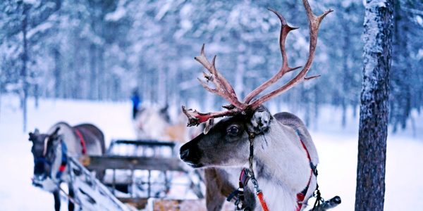 Two reindeer pulling a sleigh through a snowy forest