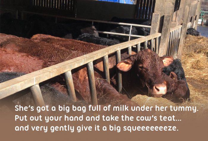 Cows looking to the side on a dairy farm during a school trip, 'She’s got a big bag full of milk under her tummy. Put out your hand and take the cow’s teat... and very gently give it a big squeeeeeeeze.'