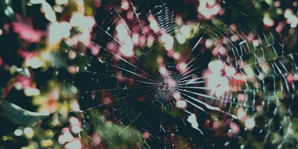 A spider's web in front of a Christmas tree