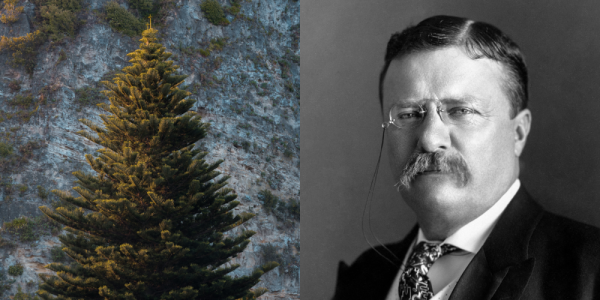 Picture of a tall fir tree next to a black and white portrait of Theodore Roosevelt