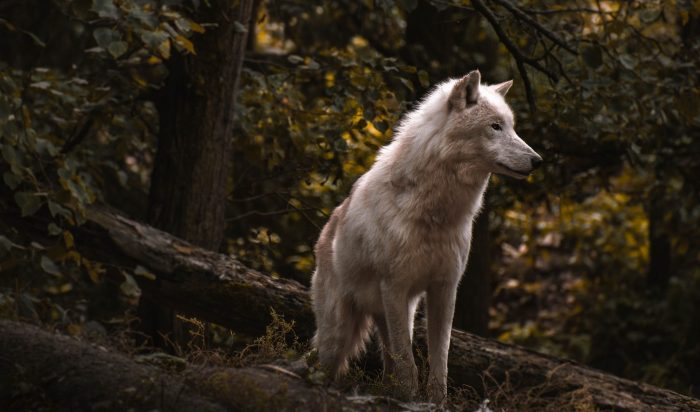 A wolf sits looking to the right, in a forest.